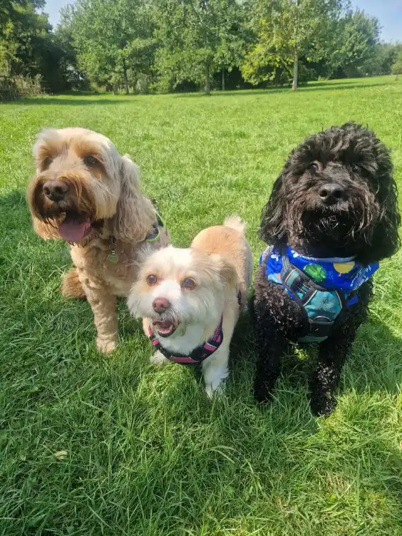 Three dogs out for a walk in the park