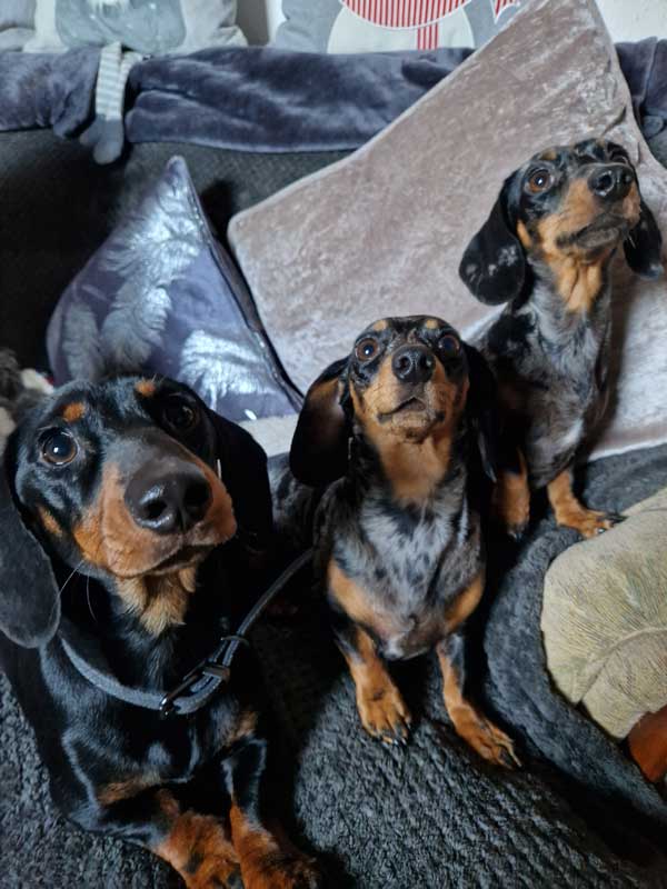 Three Dachshunds on the sofa