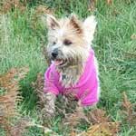 Terrier among the bracken